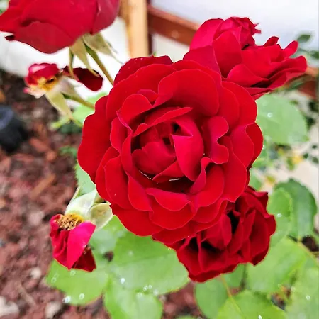 Urlaub Am Bauernhof Apartament Roschitz